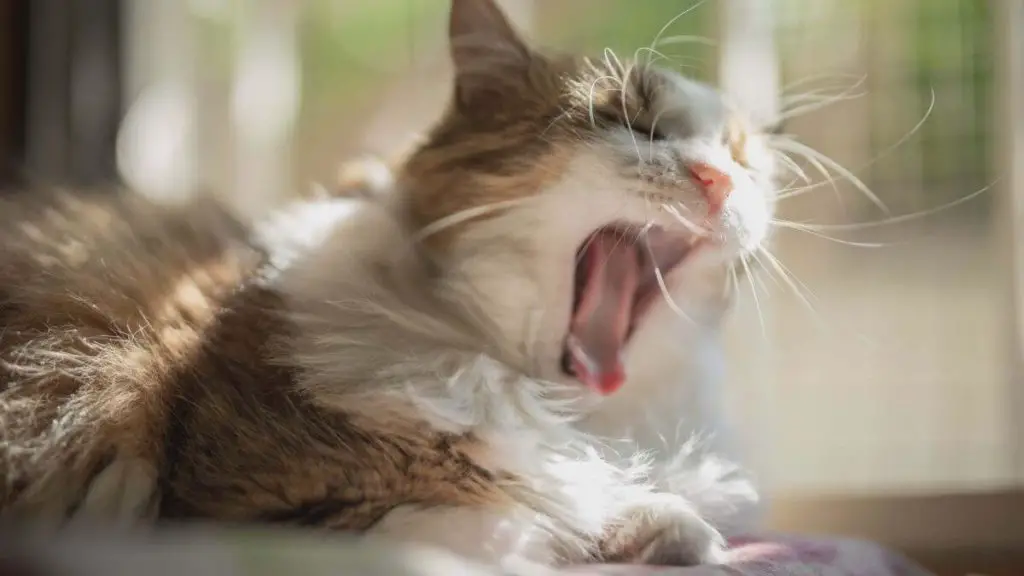Unsere 7 größten Energieräuber – und was wir dagegen tun können Ständige Müdigkeit - eine Katze gähnt