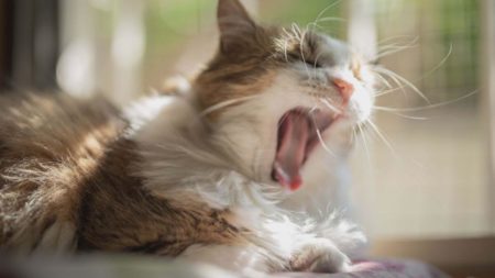 Ständige Müdigkeit - eine Katze gähnt