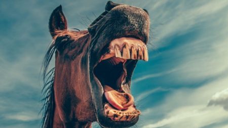 Lustige Sprüche - ein Pferd lacht