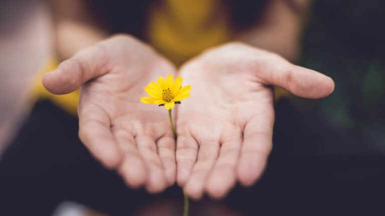 Eine Blüte von zwei Händen gehalten
