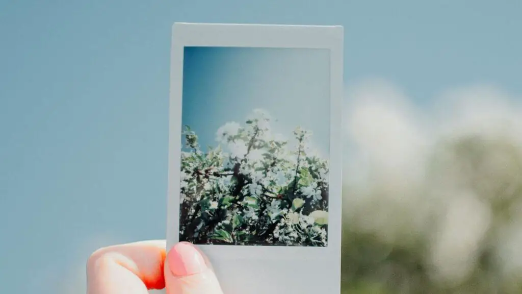 Das 3 Rahmen Modell - der Realität einen Rahmen geben. Die Fotografie macht es vor. Ein Polaroidfoto von Blüten